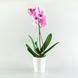 Горщик для квітів МВМ DH-FLOWERS-29 DH-FLOWERS-29 фото 3