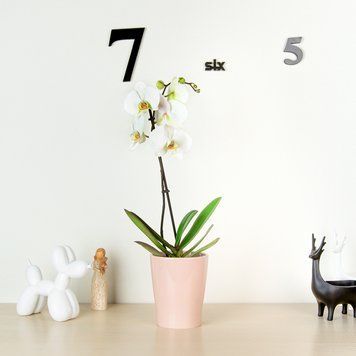 Горшок для цветов МВМ DH-FLOWERS-29 DH-FLOWERS-29 фото